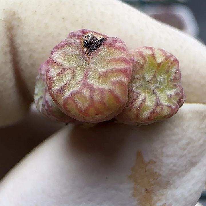 832送奶工杂交福利