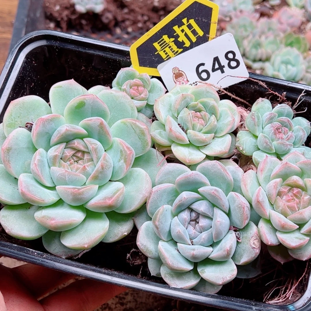 多肉植物多肉植物