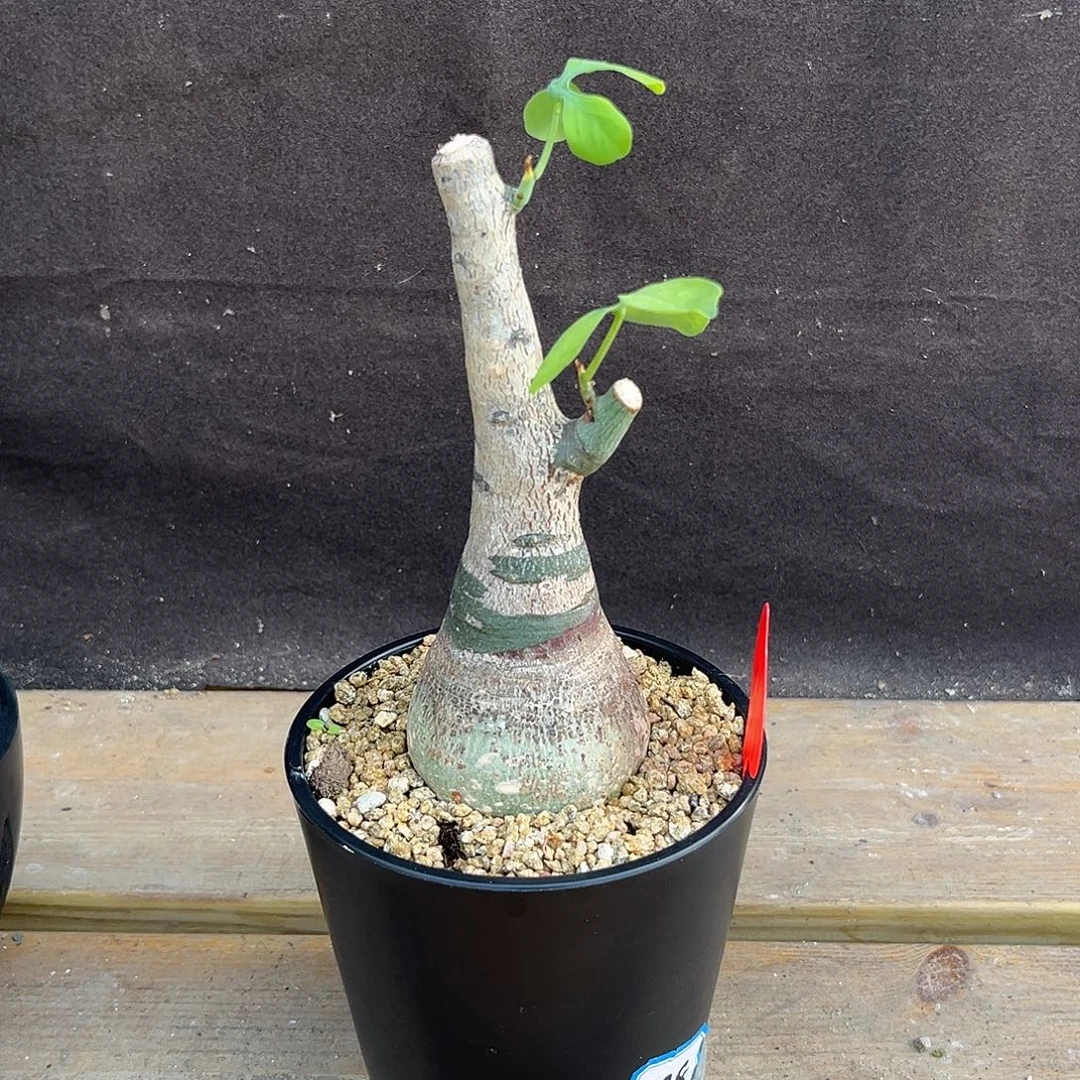 汤圆植物幻蝶蔓哈