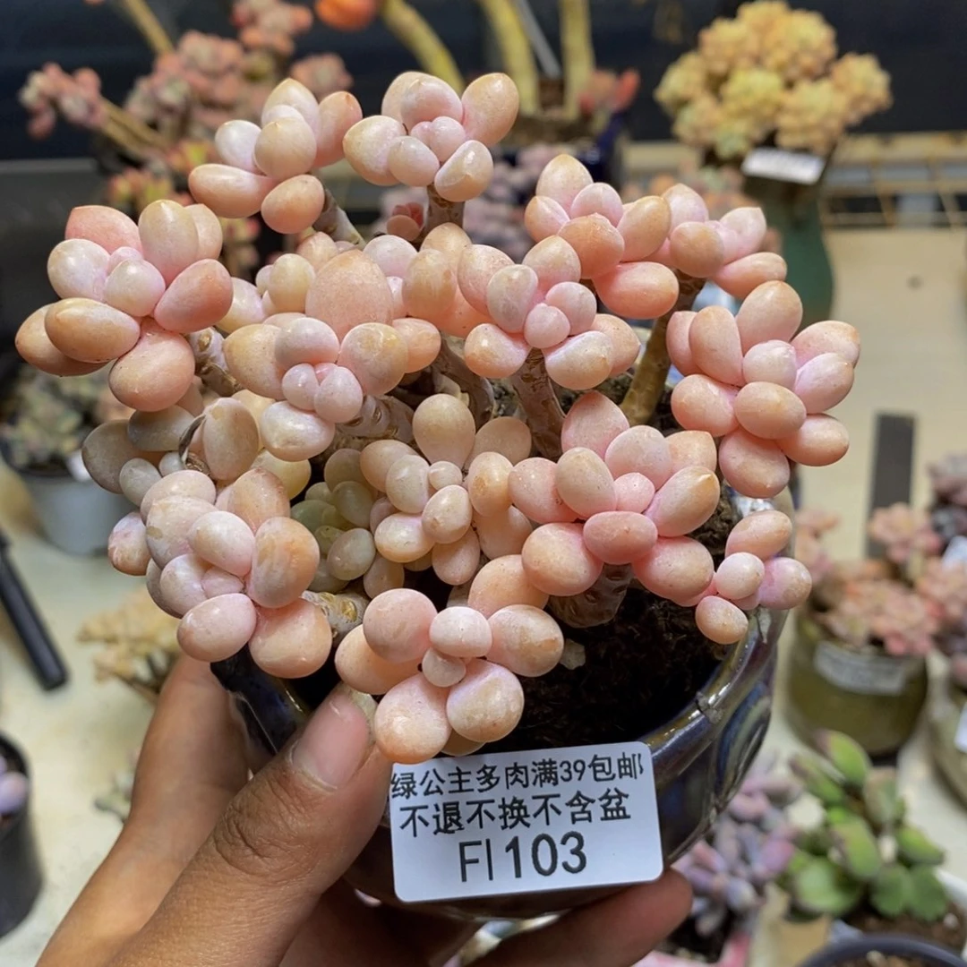 103鱼子酱多肉9c m