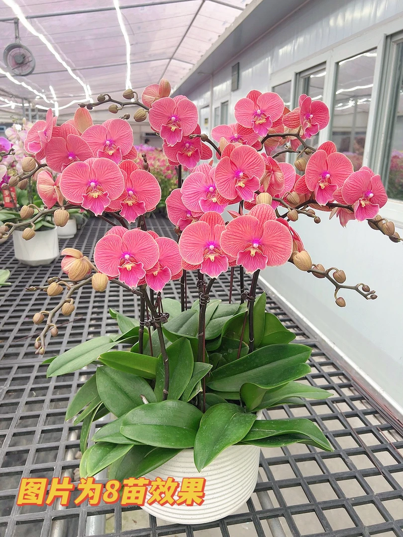 【橙色海岸06】3.0寸橙红色大舌头中花型.精品蝴蝶兰（心想事成）