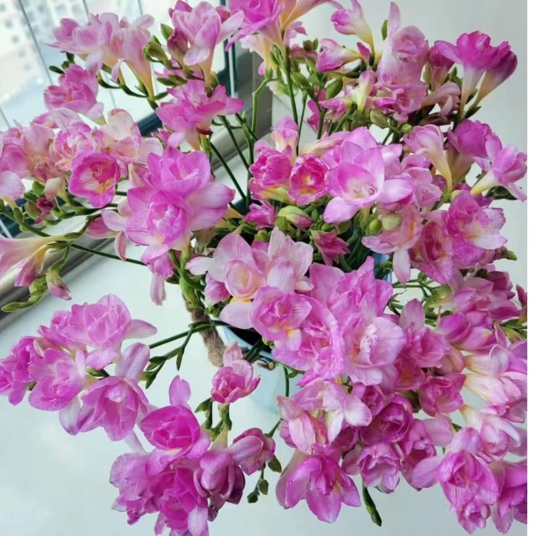 冬季必养花材 香雪兰【两单及以上升级顺丰】云南鲜花  家庭插花