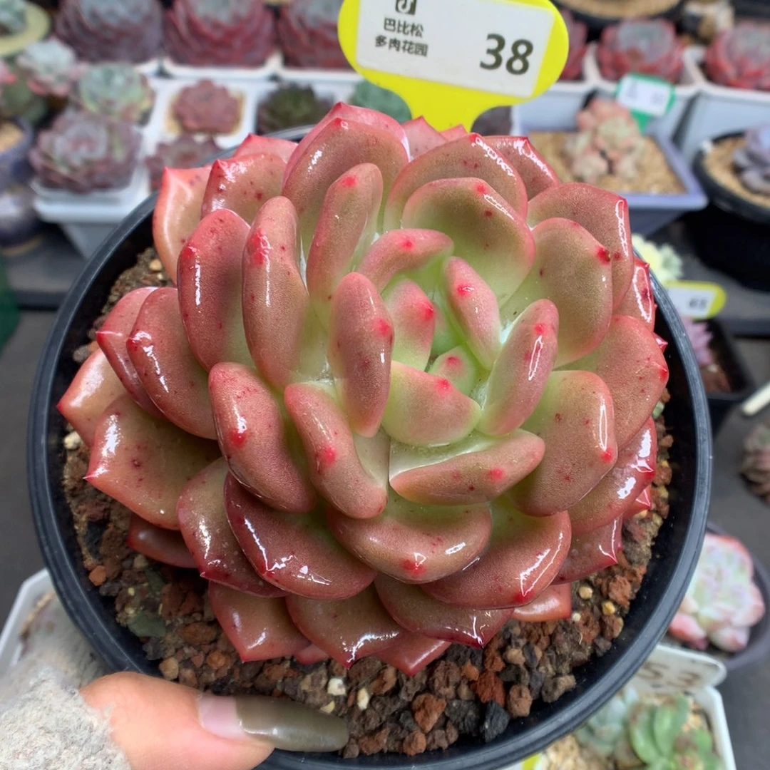 38橙子多肉植物一物一拍