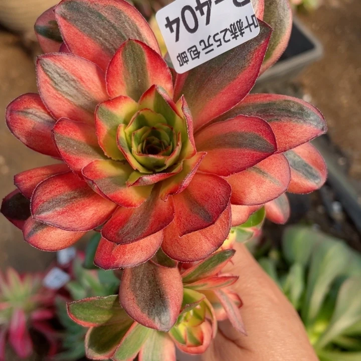 ?****404魅金玫瑰嫁接多肉12345678