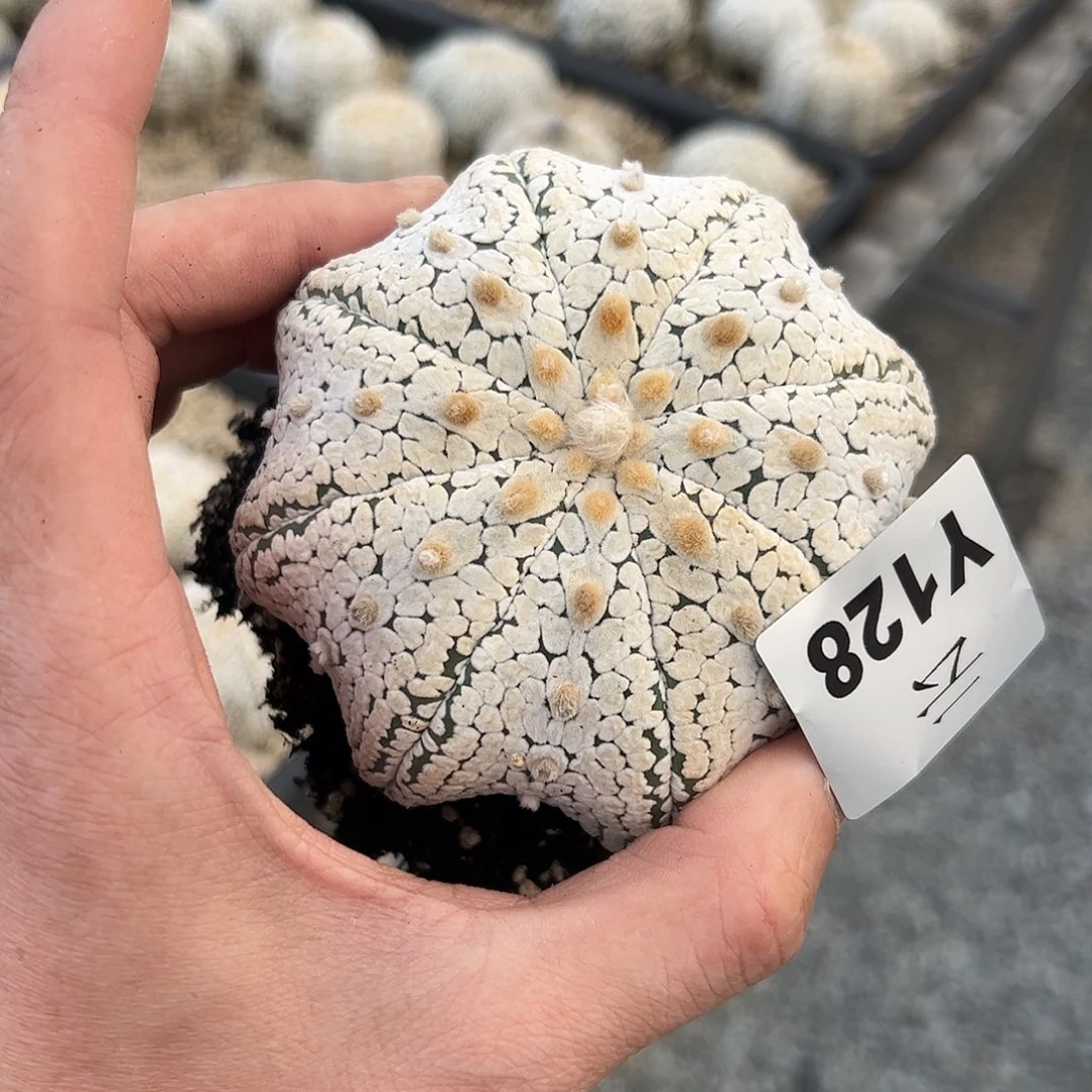 成***石128实生白海星一物一拍