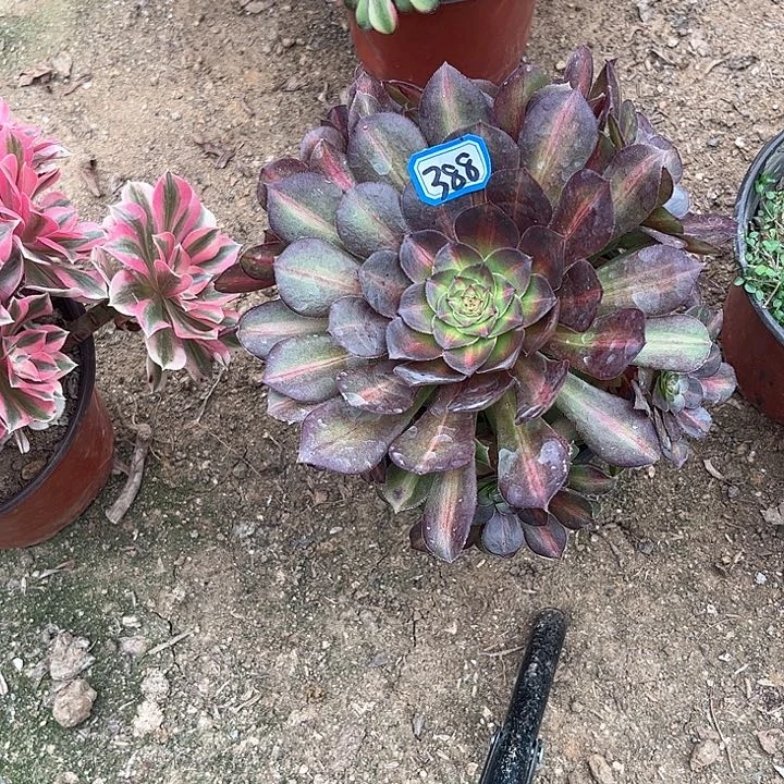 一物一拍多肉倾城中班388