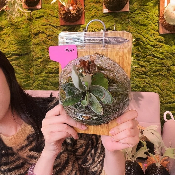 不开花植物黑牌namping