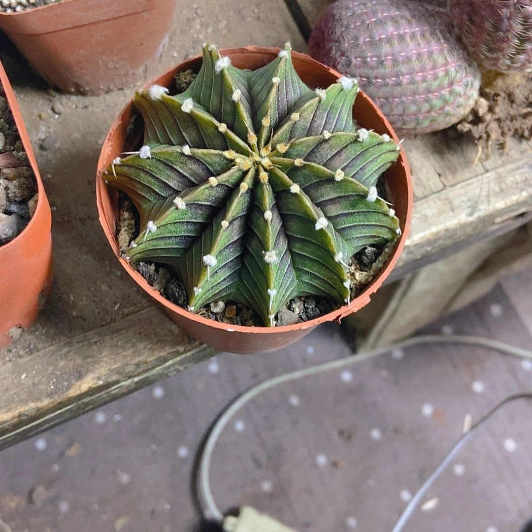 肋骨牡丹一物一拍