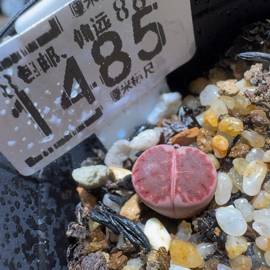Sssss精品生石花1485