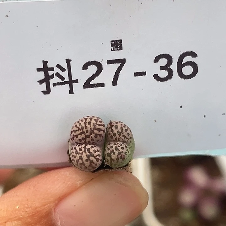 27-36鸟多肉植物肉锥