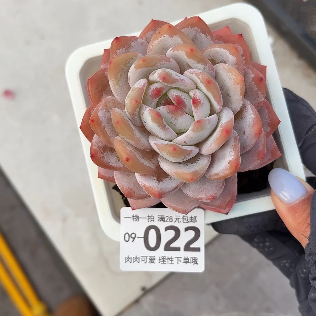 橙梦露无盆土发货无