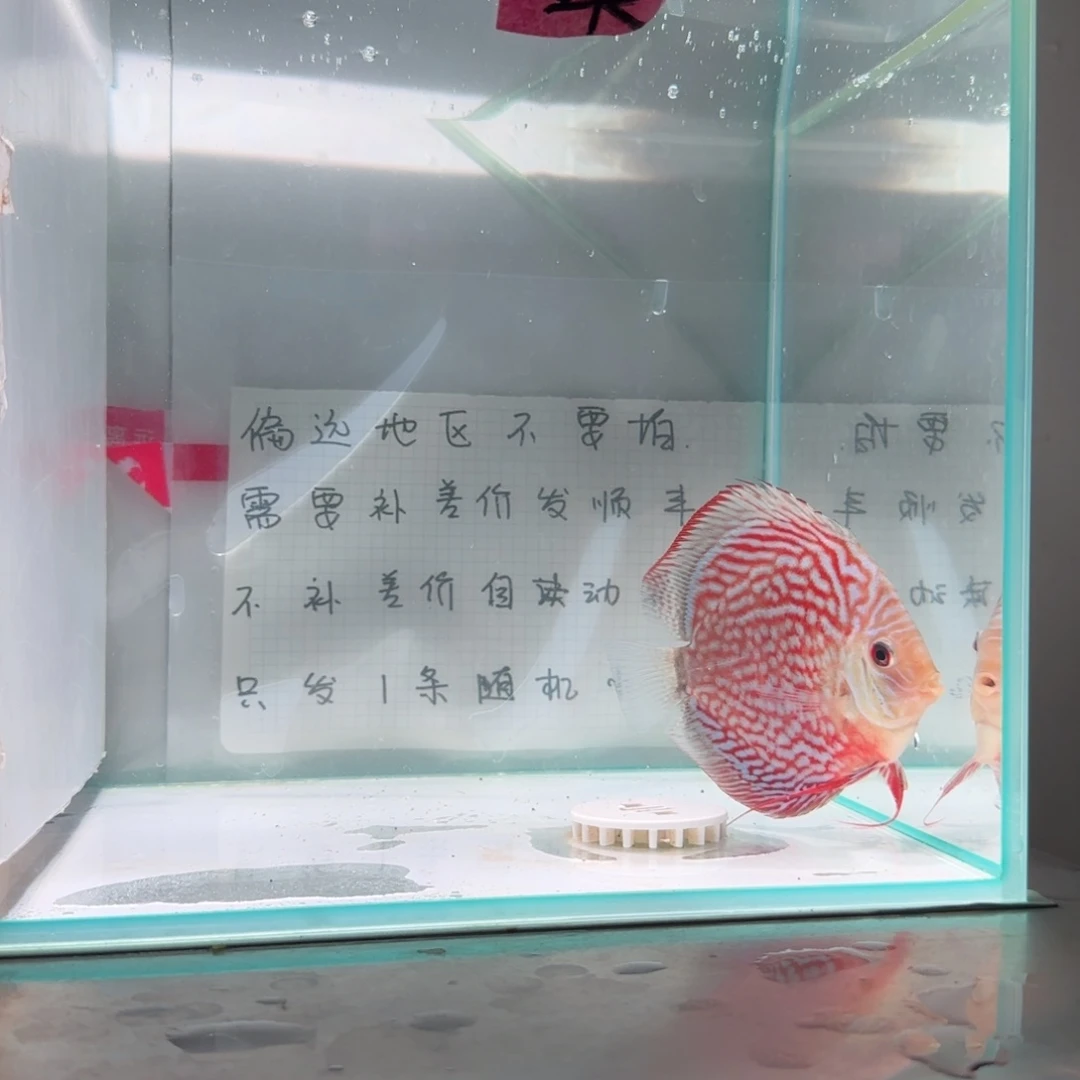 七彩神仙鱼肉身8-10偏远地区不拍
