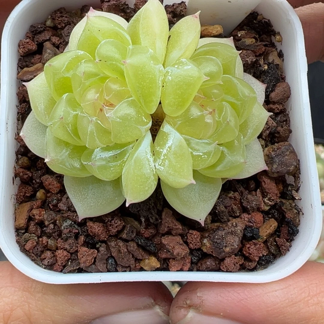 716号黄心财富晗雨多肉