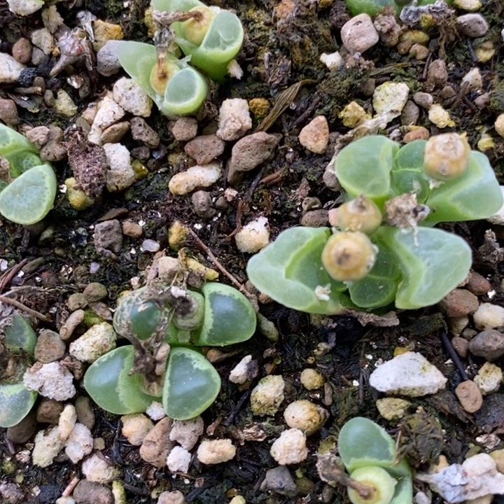 双头奶瓶风铃一颗