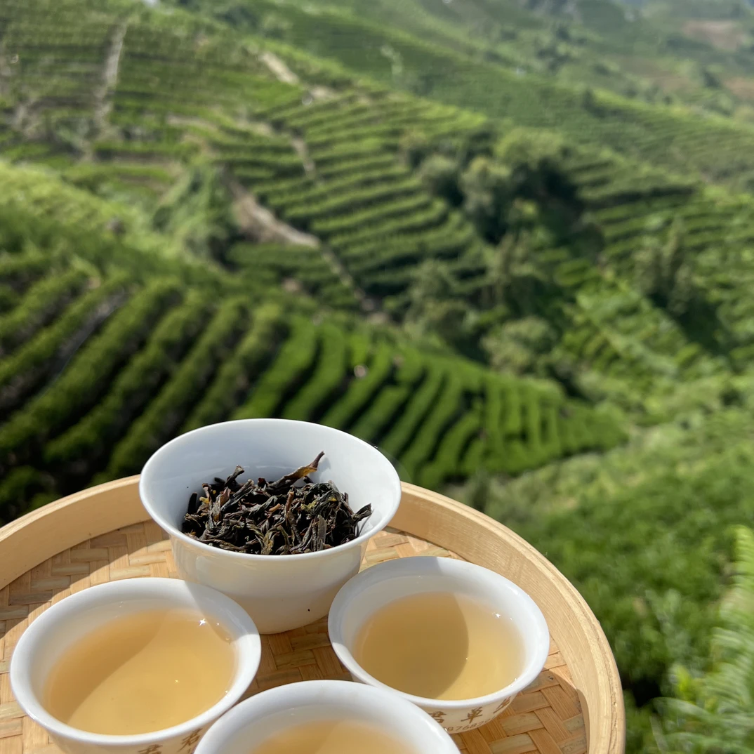 凤凰单丛（炭焙老枞八仙）