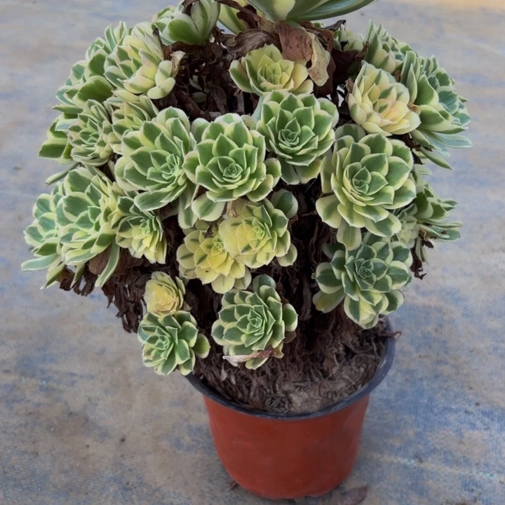 瑞妈多肉园艺824芳华