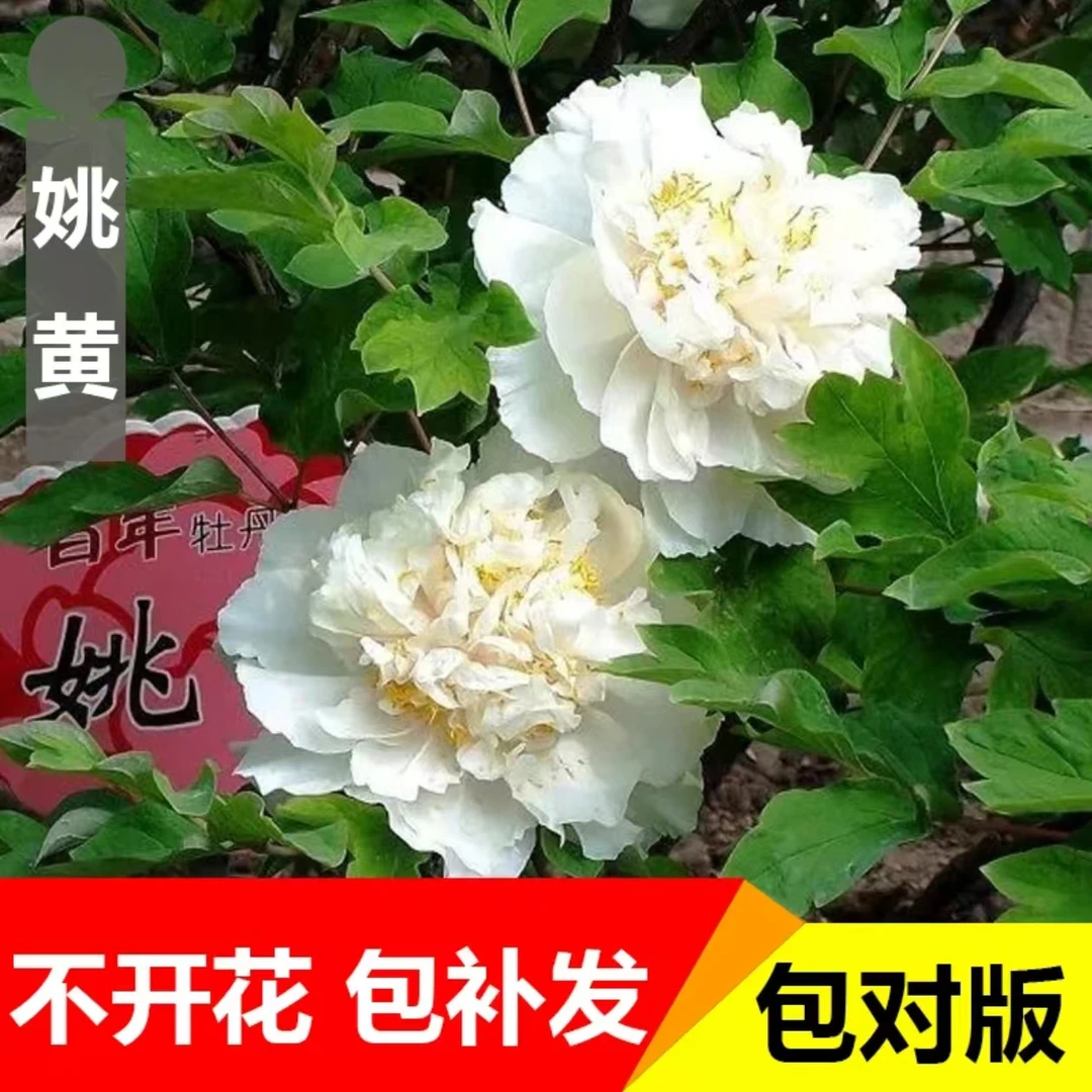 (姚黄)菏泽正品重瓣大花室内庭院基地直发牡丹花包对版