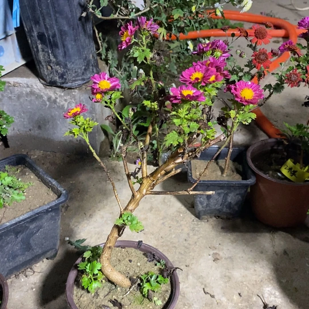 涛***秦完全开放盆景菊花菊花
