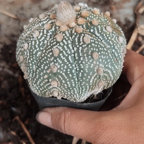 完全开放182海星兜嫁接