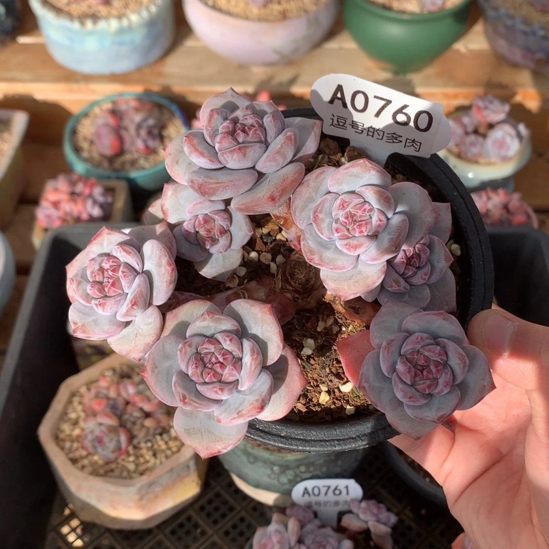 A0760 突尼斯小树 有砍 13cm