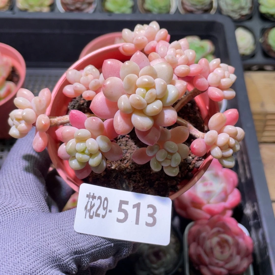 花利美29-513洛可可