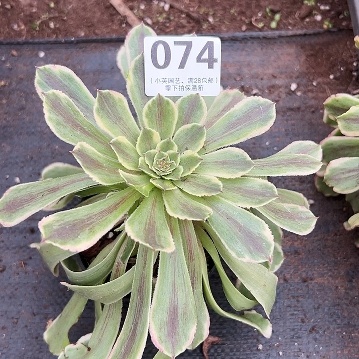 074多肉植物水粉