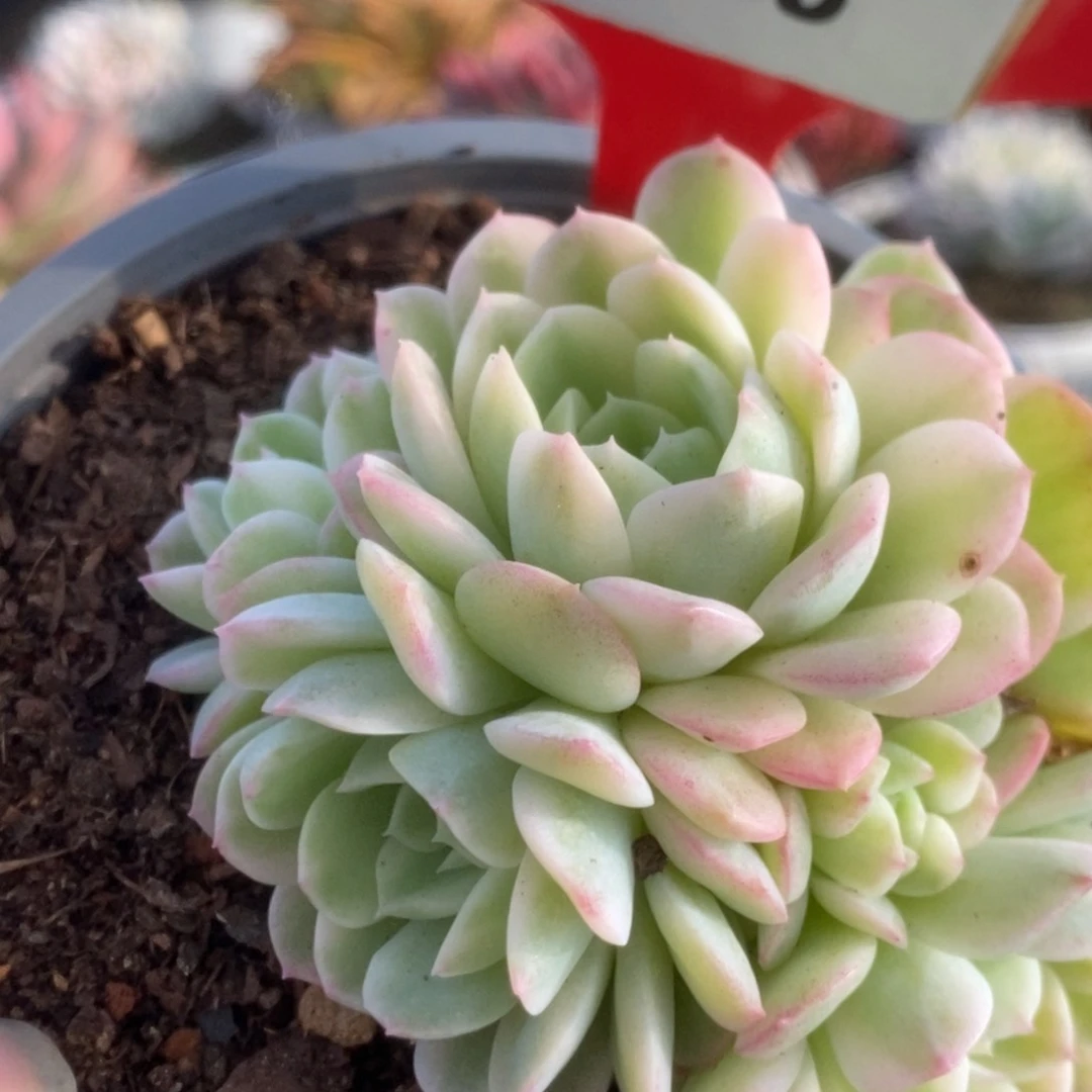 318茉莉花锦锦锦锦锦