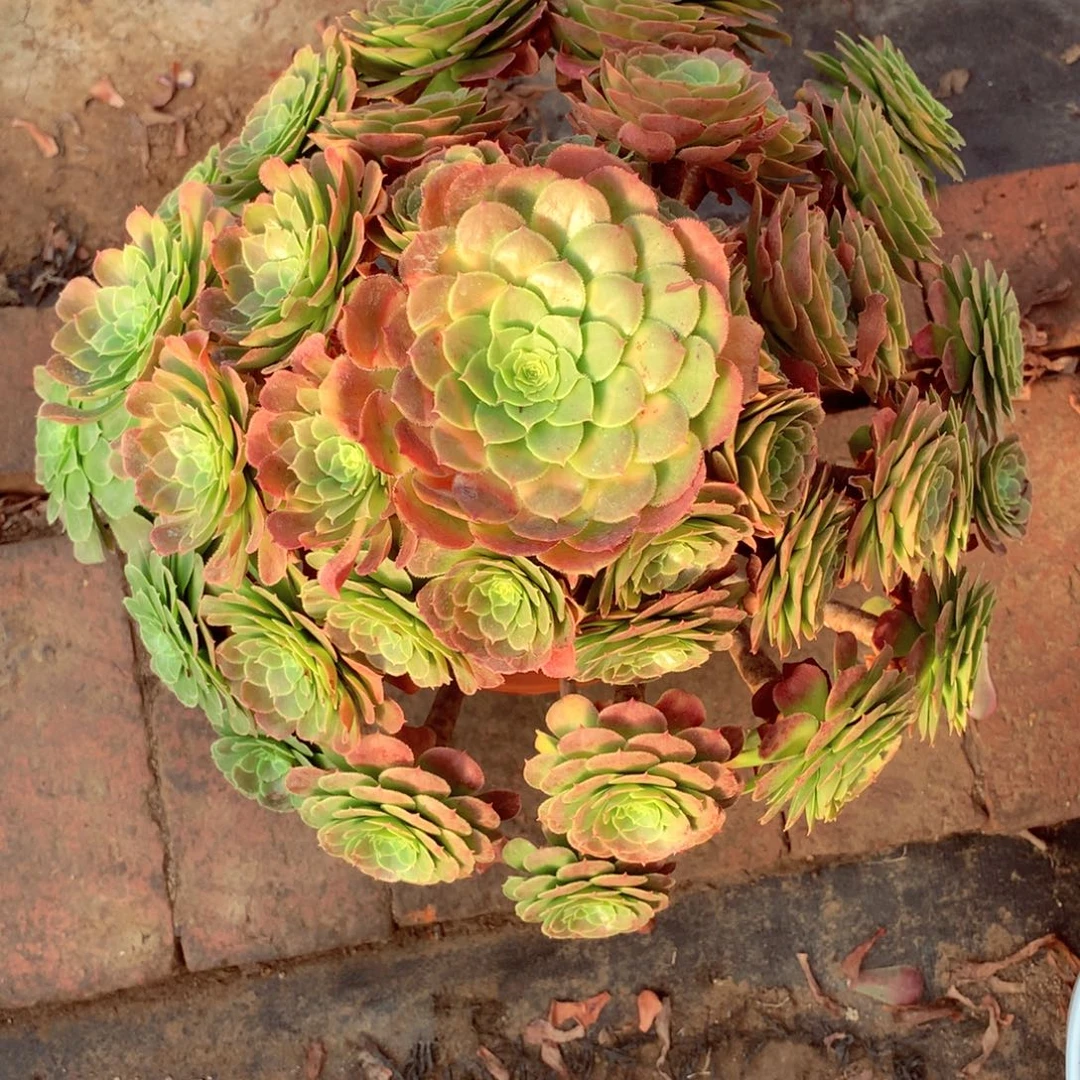 绿体萝莉，多肉植物