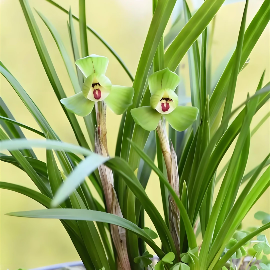 春兰名品兰花苗浓香型四季绿植阳台盆栽