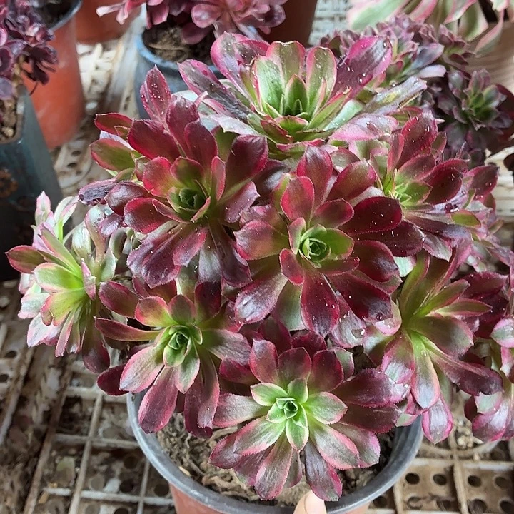 安娜一颗脱土发货