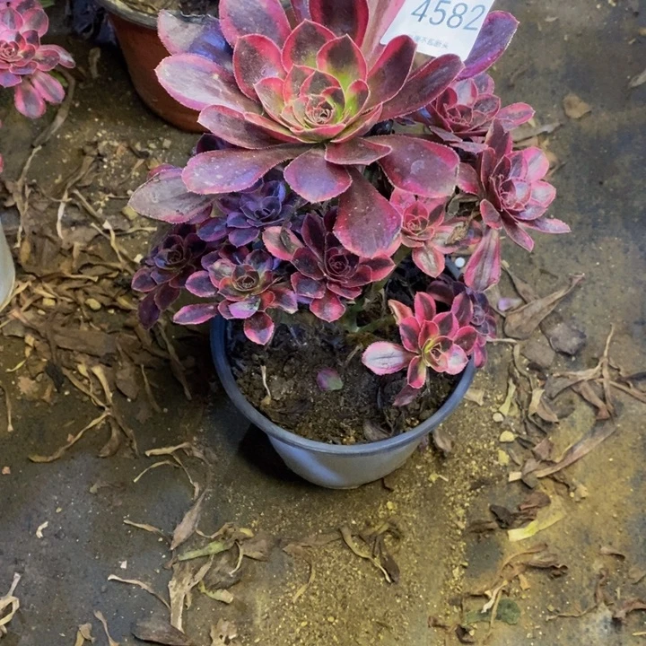 香奈儿多肉断头不包4582