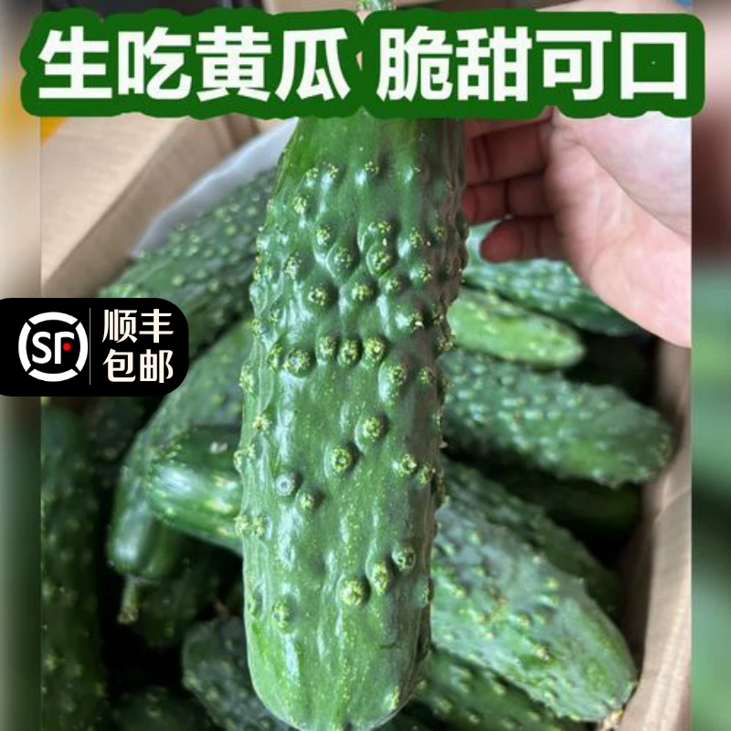 遵化特产老蚧黄瓜现摘现发清香脆甜可口肉厚顺丰包邮到家