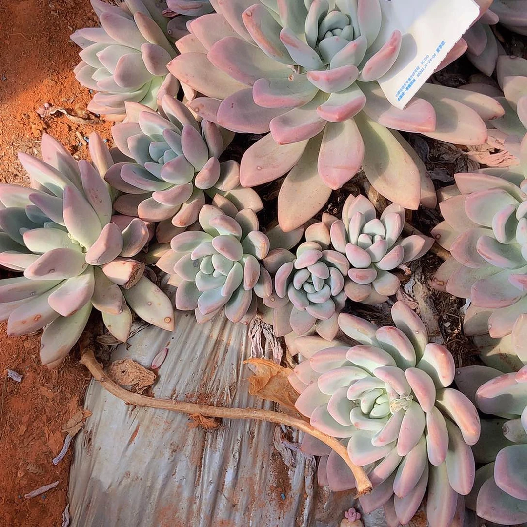 经***翻老三多肉一物一拍外播奥普34