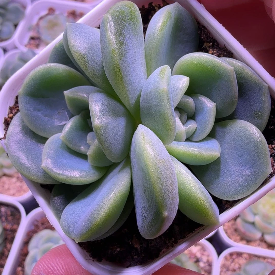 财富密码奶油财富c33