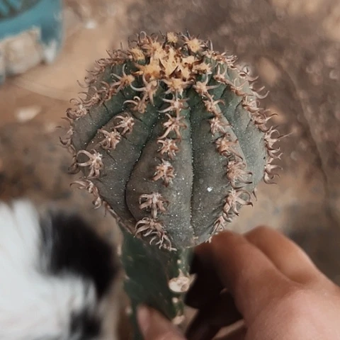 2499嫁接的仙人球是