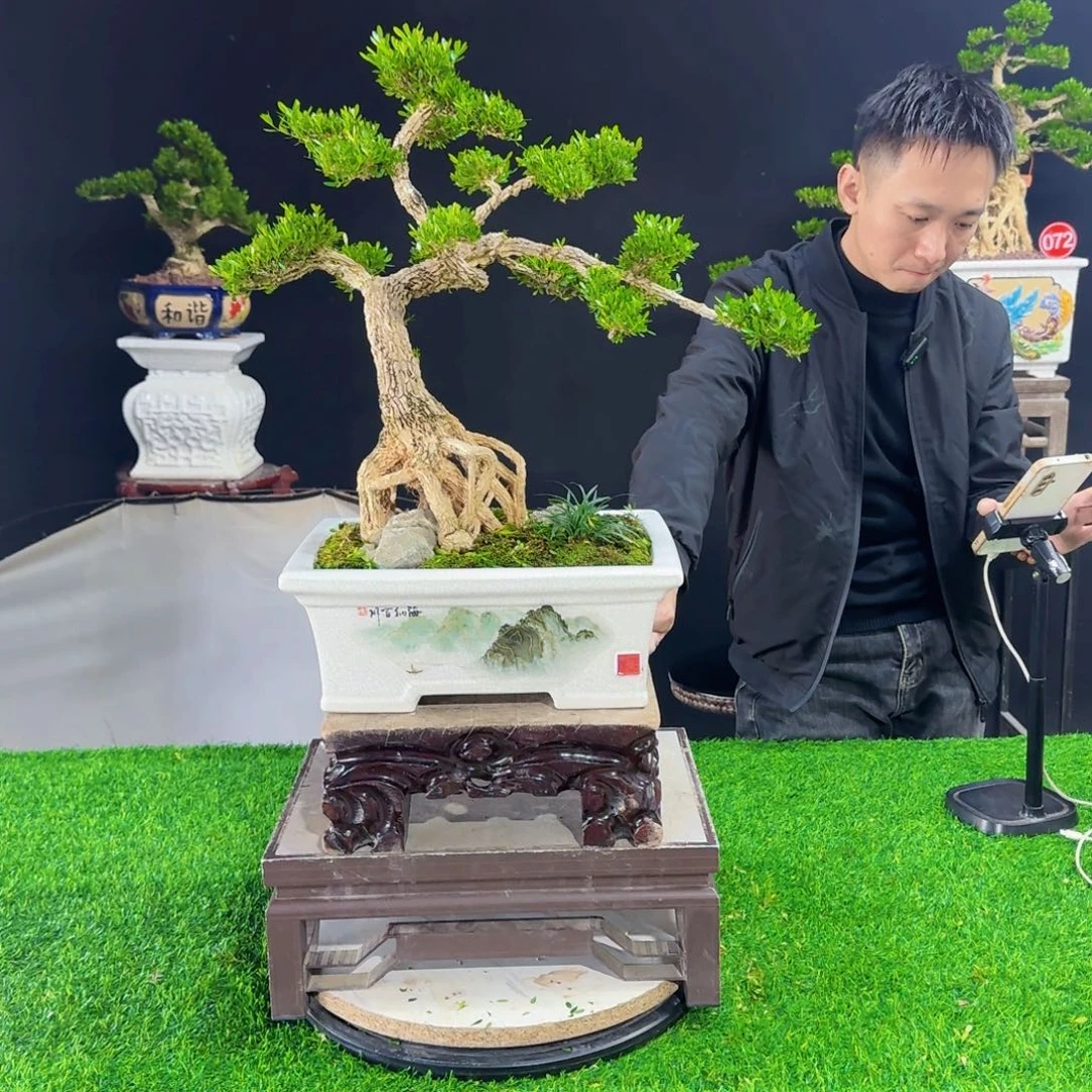 当前无花朵，栽培后可花朵