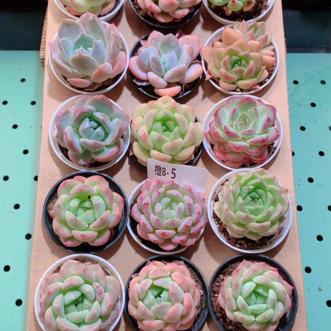 8-5一物一拍带盆18颗