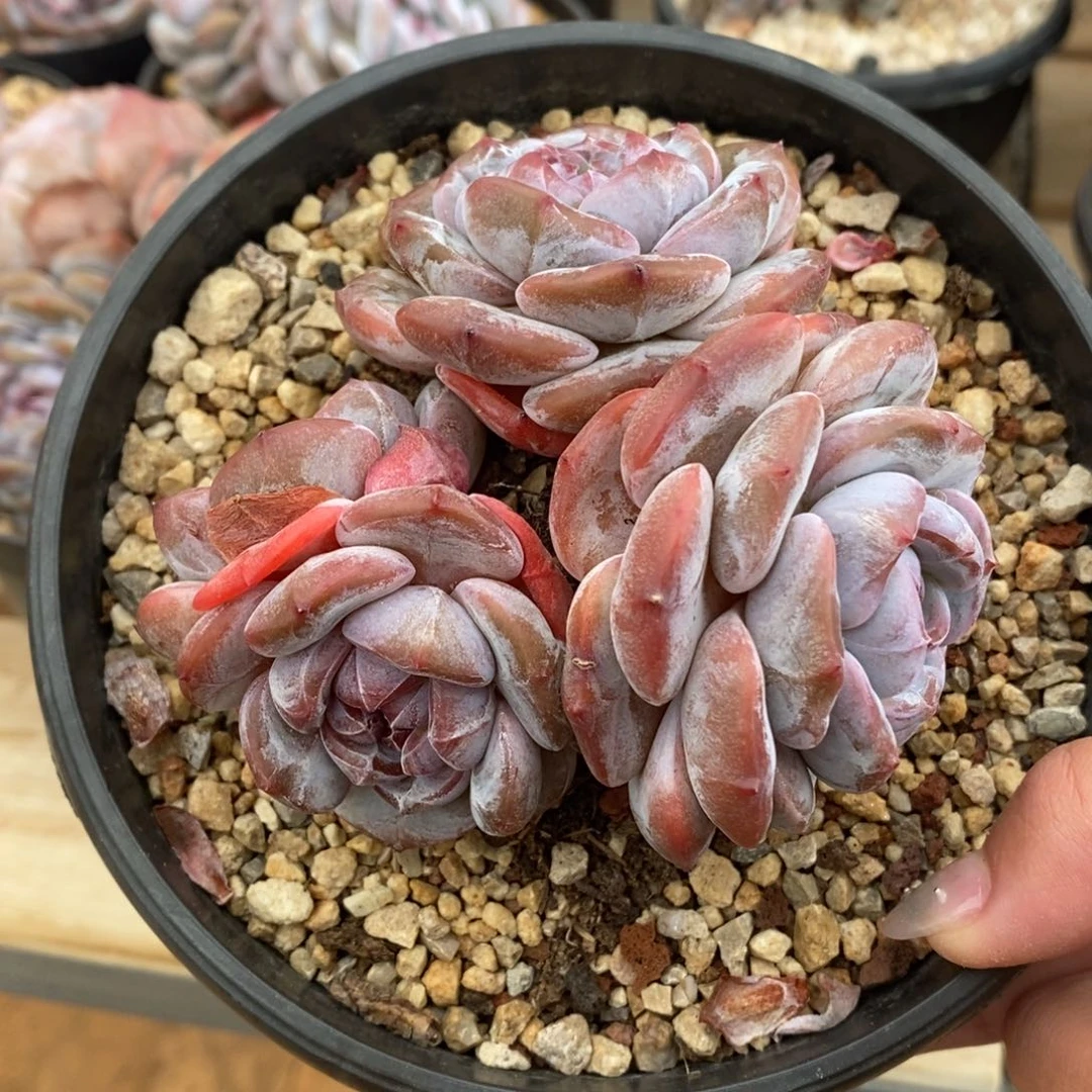 四头短肥圆红皮紫心