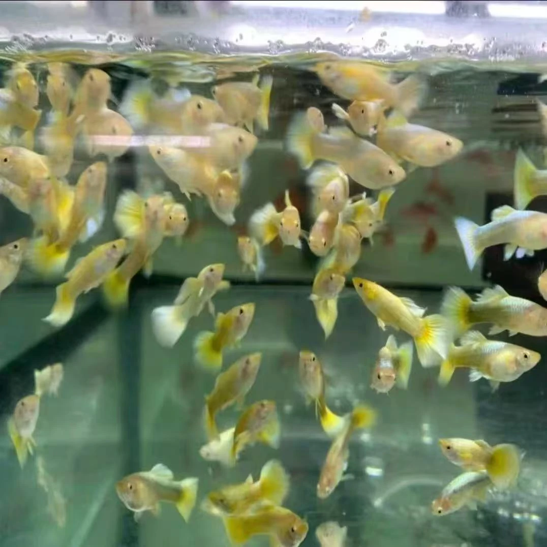 【黄金满鳞】孔雀鱼可繁殖公母搭配2-3cm