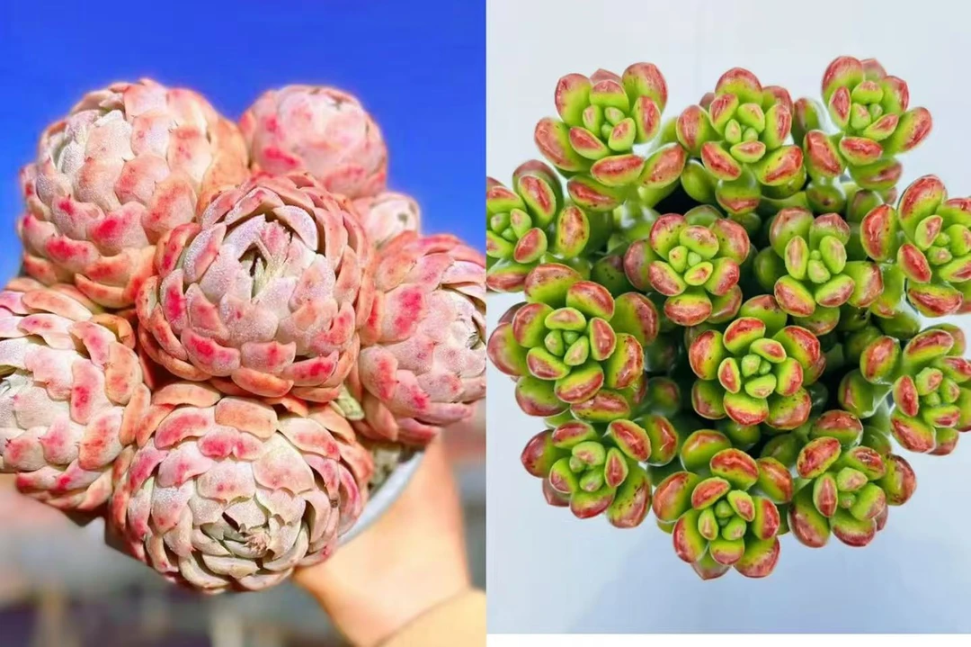 W香水贝瑞＋香豆子组合【年宵纳福】年宵花多肉植物带原盆原土云南