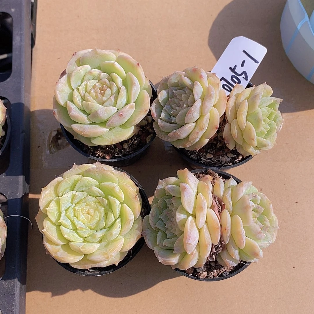 0705-1-冰糖雪梨福利2颗量拍