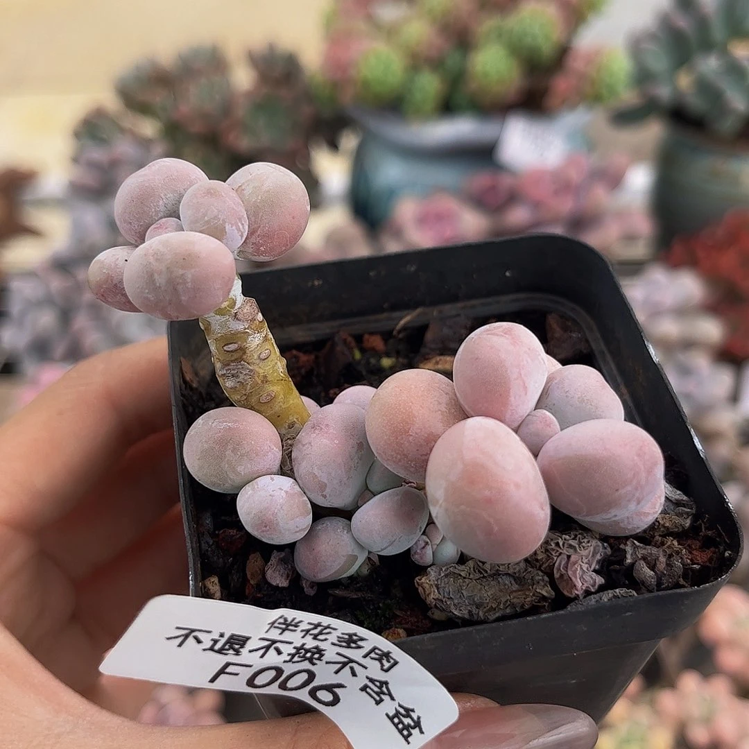 006-橙奶多肉6cm多肉