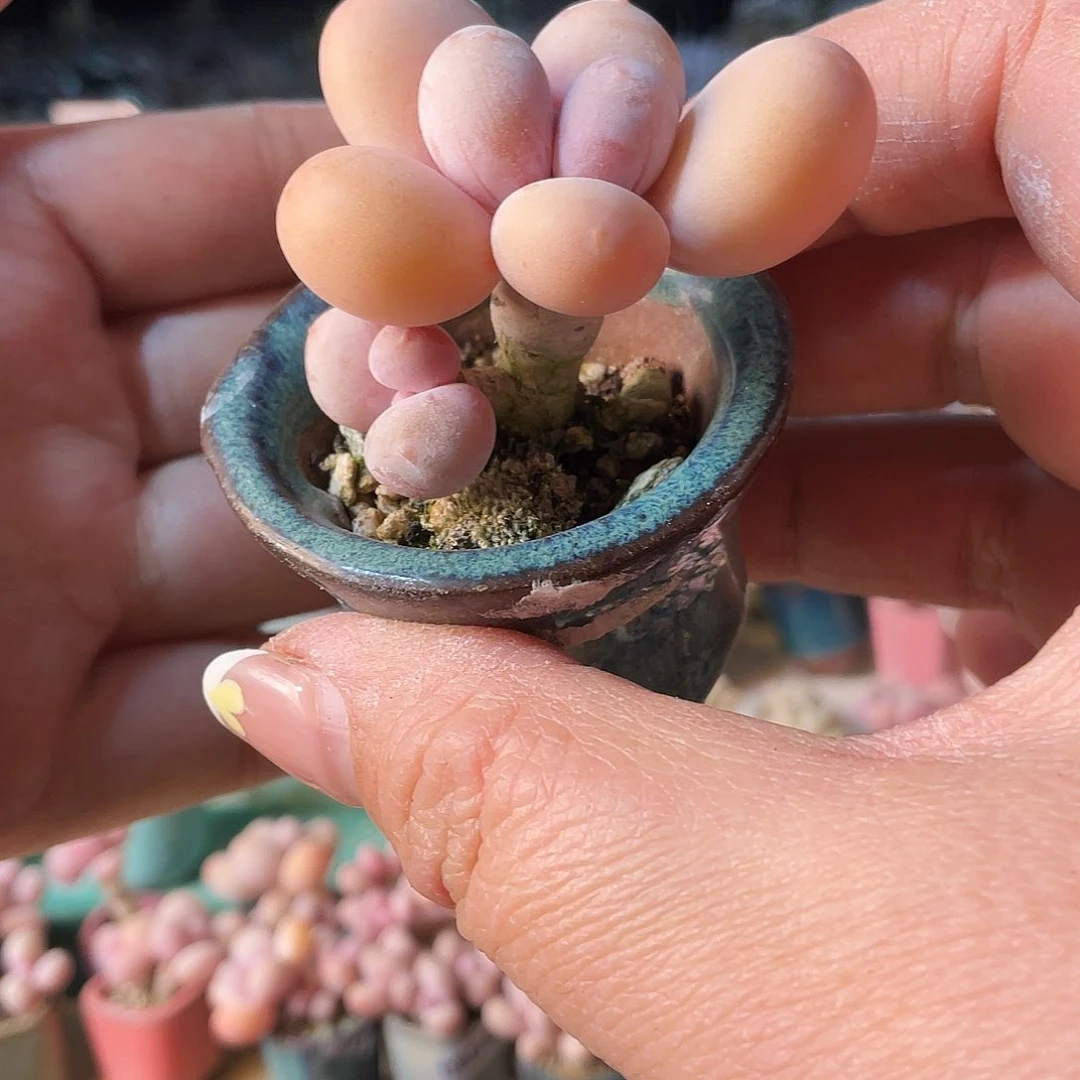 短*多肉植物的生长发育与生长发育