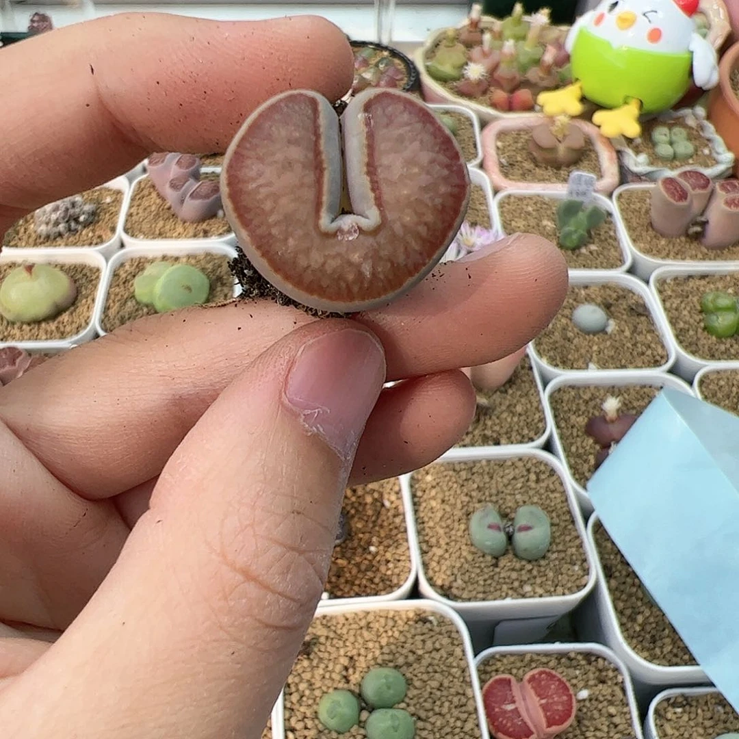【闪购商品】111 菊怪