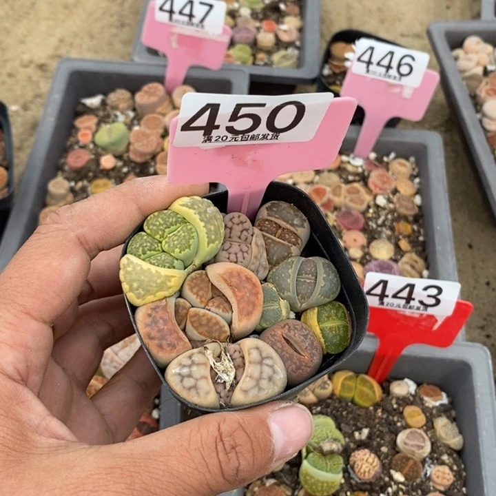 ╰****a生石花小苗450