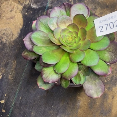 雨何多肉植物2702