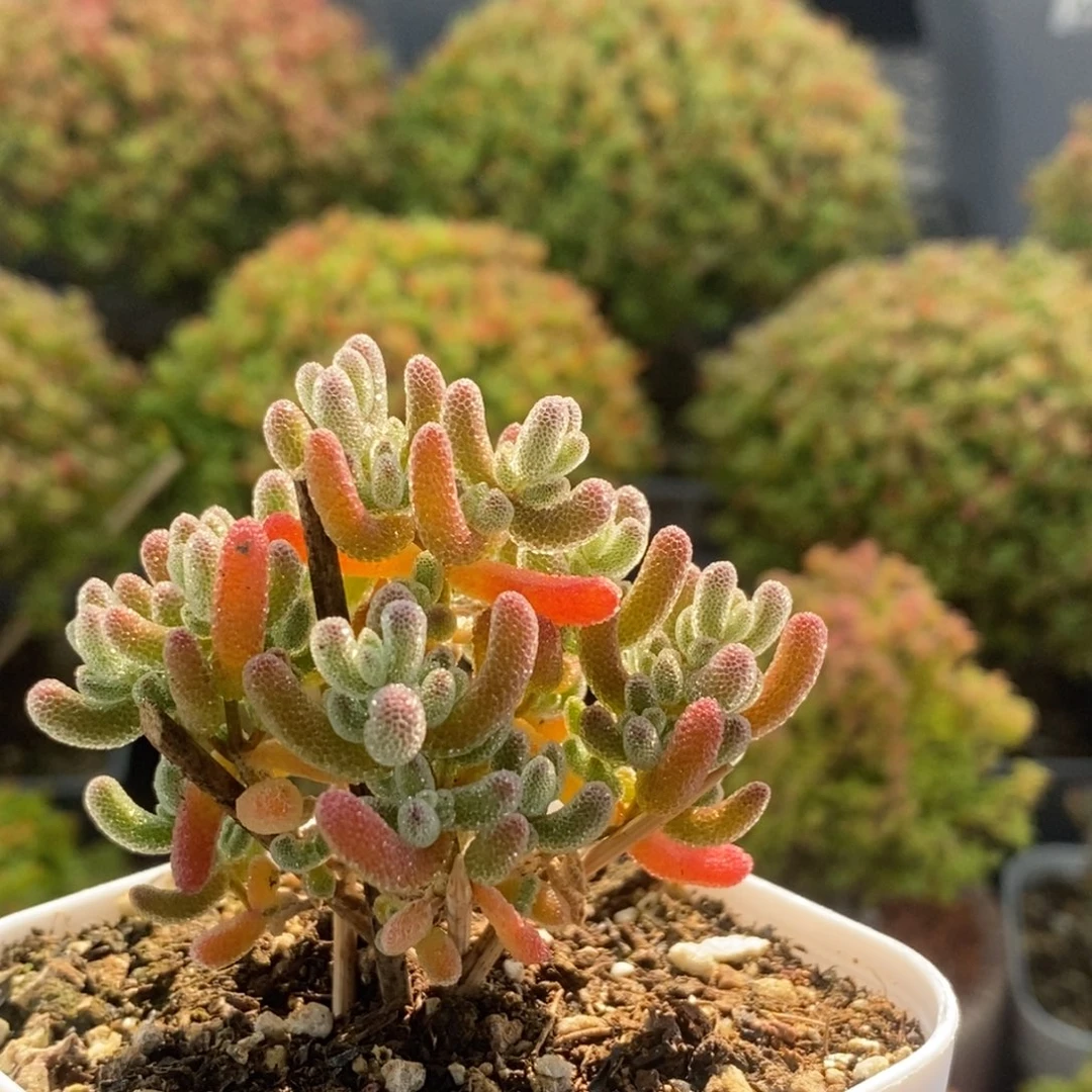 实生冰晶2391枝干番杏