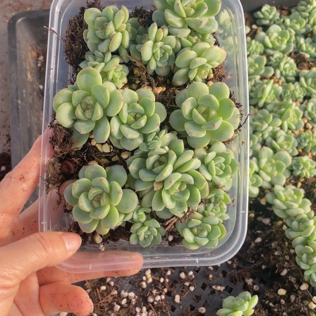 念***✪糕大上多肉肉植物117