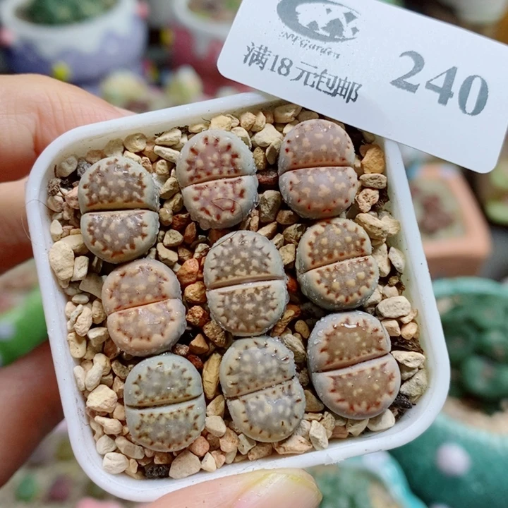 生石花花花花开了240