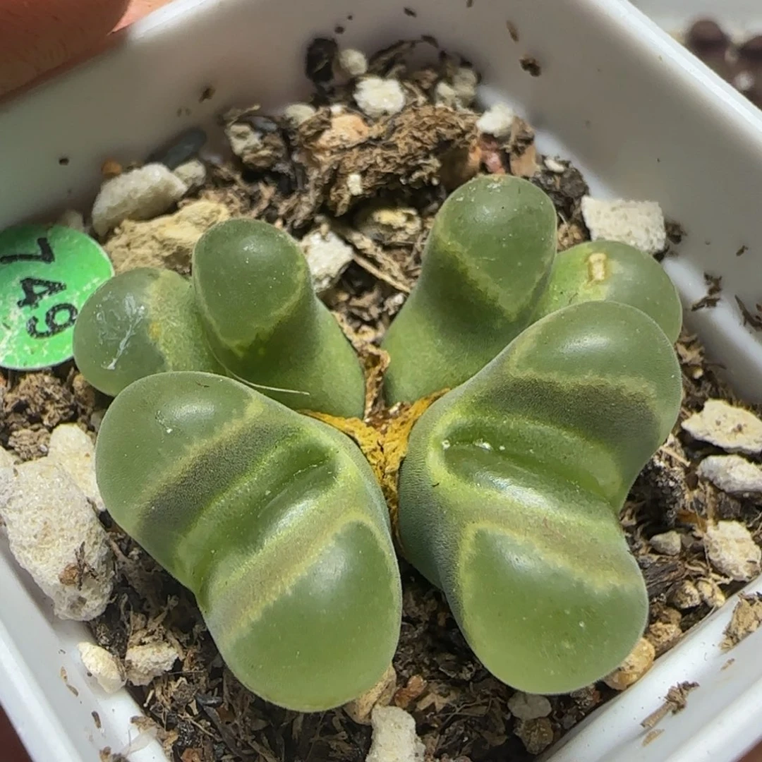 四头漂亮多肉植物749